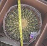 Echinocactus grusonii