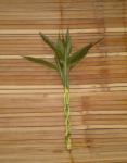 Suji/ Bambu Hoki (Lucky Bamboo) TW 320