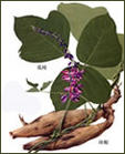 Pueraria (Kudzu Root) P. E. 40% Isoflavone