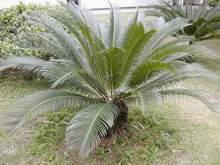 Sell Sago Palm (Cycas revolute,  US$ 1 for 5cm in height)