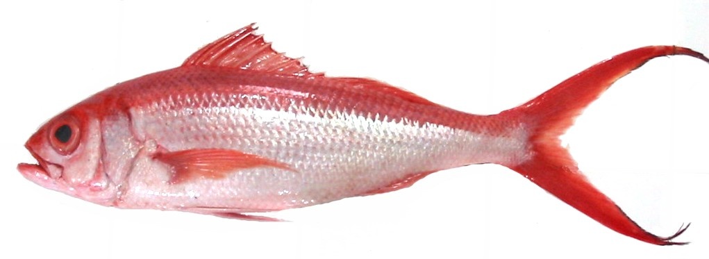 Flame Snapper