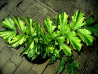 Palm Seledri ( Caryota Mitis ) Variegata