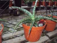 Sansevieria &quot; Hybrid 7&quot;