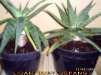 LIDAH BUAYA JEPANG