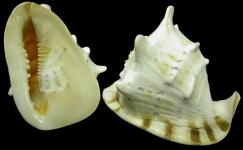 Raw Sea Shell Material_Cassis Cornuta