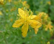 St John' s Wort Extract