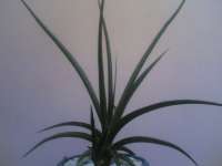 Sansevieria Midnight Fountain Juv 2