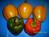 Paprika ( Capsicum annuum L.) Famili= Solanaceae > > Warna= hijau,  kuning,  merah > > > > SMS= 081-32622-0589 > > SMS= 081-901-389-117 > > Email= BudimanBagus01@ yahoo.com
