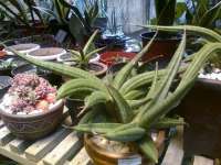 Sansevieria Ed Eby anak