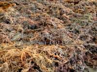 Dried Seaweed Euchema Cottoni / Rumput Laut Cottoni