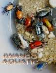 Kepiting hias/ Fiddler crabs( Uca sp)