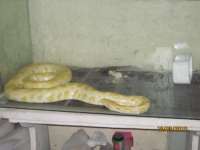 Albino Snake/ Ular Albino kuning
