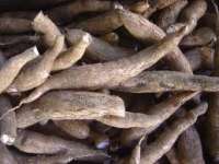 Singkong / Ubi Kayu / Fresh Cassava
