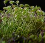 funaria moss extract