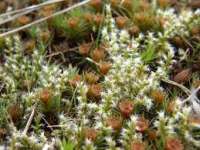 polytrichum moss extract