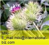 Burdock Root Extract