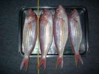 frozen threadfin bream fish