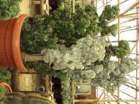 Euphorbia Lactea creasted Variegata