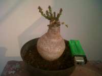 Euphorbia ' decidua '