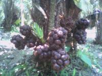 Salak pondoh super lippo