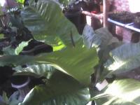 Anthurium Hokery Tobacco induk