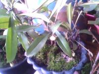 Ampularia hijaubibirmerah