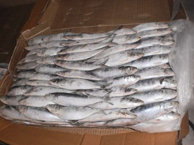 Ikan lemuru ( sardine) beku, size 16-19....