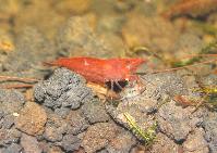 Udang Hias ~ Udang Pemakan Lumut