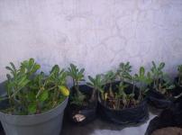 Bibit Adenium / Kamboja