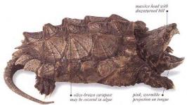 ALLIGATOR SNAPPING
