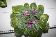 African Violet ( 004)