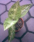 Aglaonema Legacy Putih atawa White Legacy