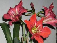 AMARILYS> > Latin= Eurycles Amboinensis( L.) Lindl. Familia: Amaryllidaceae> > English= Brisbane Lily,  Cardwell Lily > > sedia Bunga Amarilys dikeringkan -kilogram> > SMSl= 081-32622-0589( Simpaty) > > 08190-1389-117( ProXLsms) > > Email= BudimanBagus01@