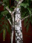 Amorphophallus Campanulatus Familia: Araceae > > Tersedia umbi segar,  Chip Kering Bersih tanpa kotoran > > Tersedia bibit pohon > > SMS= 081-32622-0589 > > SMS= 081-901-389-117 Email= BudimanBagus@ yahoo.com