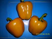 Paprika ( Capsicum annuum L.) Famili= Solanaceae> > SMS= 081-32622-0589 > > SMS= 081-901-389-117 > > Email= BudimanBagus01@ yahoo.com