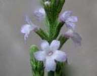 Verbena officinalis L. Extract