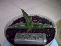 sansevieria doris pfening