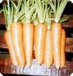 Wortel Segar / Carrot