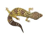 Gecko leopard