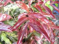 Lagerstroemia floribunda red( Bungur Merah)