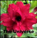 Grafting The Universe ( Triple Red)