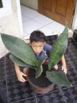 Mansonia Giant (Terjual)