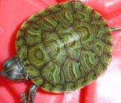 kura kura brazil ,  red ear slider turtle