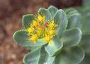 Rhodiola Rosea.P.E.3% Rosavins