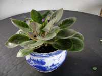 African Violet ( 005)