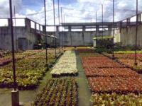 Bromeliads-Kebun produksi