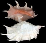 Raw Sea Shell Material_Truncata Syder