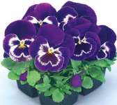 Pansy Extract/ Viola tricolor extract