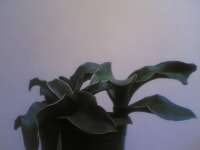 Sansevieria Masoniana Black