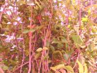 Dewandaru ( Eugenia uniflora) > > Sedia bibit/ pohon Dewandaru SMS= 0858-763-89979 SMS= 081-32622-0589 SMS= 081-901-389-117 Email= BudimanBagus01@ yahoo.com